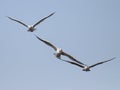 Formation of three seagulls in flight Royalty Free Stock Photo