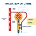 Formation of urine vector illustration. Labeled creation process explanation Royalty Free Stock Photo