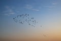 Formation of wild ducks in the sky flying during sunset Royalty Free Stock Photo