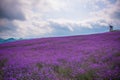 Formative Lavender Field Park Royalty Free Stock Photo