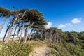 Formby pine woods meets the beach Royalty Free Stock Photo