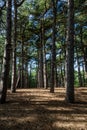 Formby Pinewoods on a sunny day Royalty Free Stock Photo