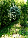 Formed bonsai from blue spruce or picea pungens with blue-green needles. Conifer tree Royalty Free Stock Photo