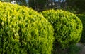 Formed thuja tree Platycladus orientalis in spring Sochi city park. Platycladus orientalis also known as Chinese thuja