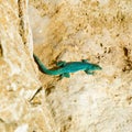 Formentera lizard Podarcis pityusensis formenterae Royalty Free Stock Photo