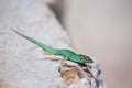 Formentera lizard Podarcis pityusensis formenterae Royalty Free Stock Photo