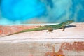 Formentera lizard Podarcis pityusensis formenterae Royalty Free Stock Photo