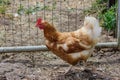 A brown hen standing in front of the fence to her enclosure Royalty Free Stock Photo