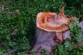 former chainsaw cutting that uprooted the albizia tree Royalty Free Stock Photo