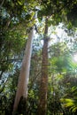A former eucalyptus plantation