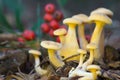 Formerly Armillaria ostoyae Royalty Free Stock Photo