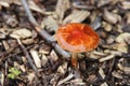 Formerly Russula mairei (Singer), and commonly known as the beechwood sickener Royalty Free Stock Photo