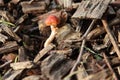 Formerly Russula mairei (Singer), and commonly known as the beechwood sickener Royalty Free Stock Photo