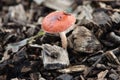 Formerly Russula mairei (Singer), and commonly known as the beechwood sickener