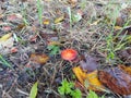 Formerly Russula mairei (Singer), and commonly known as the beechwood sickener