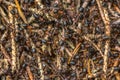 Formica Ants colony Royalty Free Stock Photo