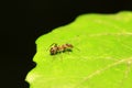 Formica fusca on plant Royalty Free Stock Photo