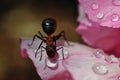 Ant, Formica rufa drinking from a rain drop Royalty Free Stock Photo