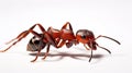 Formica, rufa, Red, wood ant. Red wood ant Formica rufa or southern wood ant, isolated generative ai