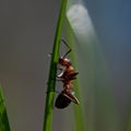 Ant, Formica rufa on a straw Royalty Free Stock Photo