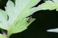 Formicidae insects on plant Royalty Free Stock Photo