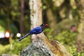 Formosa blue magpie,Urocissa caerulea Royalty Free Stock Photo