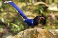 Formosa blue magpie,Urocissa caerulea Royalty Free Stock Photo