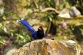 Formosa blue magpie,Urocissa caerulea Royalty Free Stock Photo