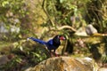 Formosa blue magpie,Urocissa caerulea Royalty Free Stock Photo