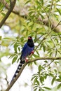Formosa blue magpie,Urocissa caerulea Royalty Free Stock Photo