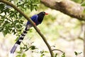 Formosa blue magpie, Urocissa caerulea Royalty Free Stock Photo