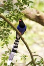 Formosa blue magpie,Urocissa caerulea Royalty Free Stock Photo