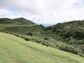 Formosa tree landscape