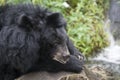 A Formosan Bear Royalty Free Stock Photo