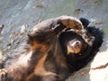 Formosan black bear saying Hello Royalty Free Stock Photo