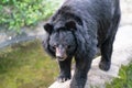 Formosan black bear or Ursus thibetanus formosanus close up view in Taiwan Royalty Free Stock Photo