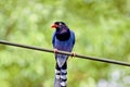 Formosan Blue Magpie Royalty Free Stock Photo