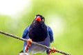 Formosan Blue Magpie Royalty Free Stock Photo