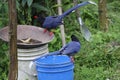 Formosan Blue Magpie o Royalty Free Stock Photo