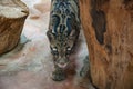 Formosan clouded leopard. Wild animal and wildlife. Animal in zoo. Formosan clouded leopard in zoo park. Wildlife and fauna.