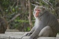 Formosan macaque in mountains of Kaohsiung city, Taiwan, also called Macaca cyclopis