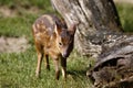 Formosan Reeves's Muntjac Royalty Free Stock Photo