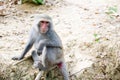 Formosan Rock Macaque Royalty Free Stock Photo