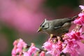 Formosan Yuhina Royalty Free Stock Photo