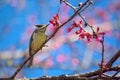 Formosan Yuhina Royalty Free Stock Photo