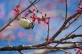 Formosan Yuhina Royalty Free Stock Photo