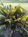 ZAMIA FURFURACEA /CARD BOARD PALM TREE