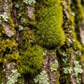 Forms soft plush clumps alongside the textured bark creating a Royalty Free Stock Photo