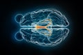 Fornix x-ray superior or top view 3D rendering illustration. Human brain, limbic and nervous system anatomy, medical, healthcare,