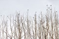 in forrest crow perched on a dry branch